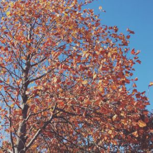 autumn trees