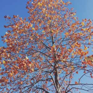 autumn tree